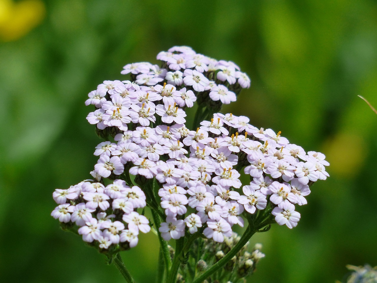 inheemse, vaste planten, Achillea millefolium, biologische, kwekerijen, nederland